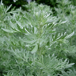 Artemisia Absinthium 'Lambrook Silver' - Mugwort, Artemisia