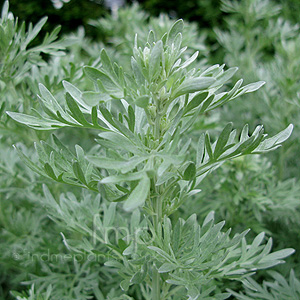 Artemisia Absinthium 'Lambrook Silver' - Mugwort, Artemisia
