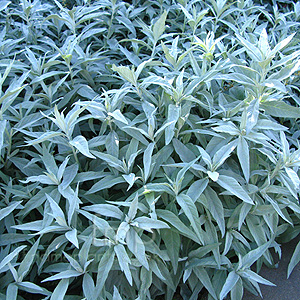 Artemisia Ludoviciana 'Valerie Finnis' - Artemisia