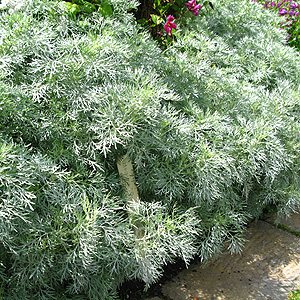 Artemisia 'Powis Castle' - Southernwood, Artemisia