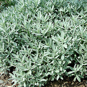 Artemisia Ludoviciana Silver Queen - Artemisia