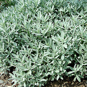 Artemisia Ludoviciana Silver Queen - Artemisia