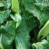 Arum Maculatum