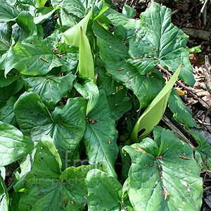 Arum Maculatum - Lords And Ladies, Arum