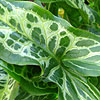 Arum Italicum - Marmoratum