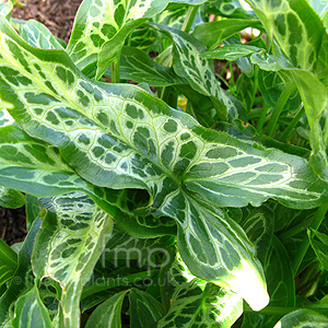 Arum Italicum 'Marmoratum' - Cuckoo Pint, Arum