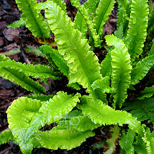 Asplenium Scolopendrium 'Marginatum Group'