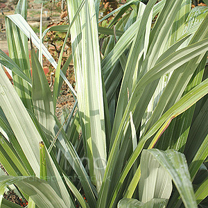Astelia Chathamica - Silver Spear