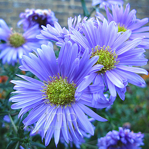 Aster Novi - Belgii 'Ada Ballard' - Aster Daisy