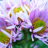 Aster  Novae-Angliae - Harringtons Pink