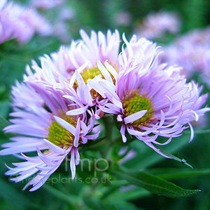 Aster  Novae-Angliae 'Harrington's Pink' - Aster