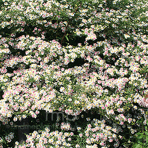 Aster Lateriflorus - Aster