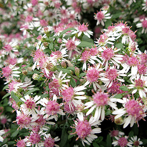 Aster Lateriflorus 'Horizontalis' - Aster