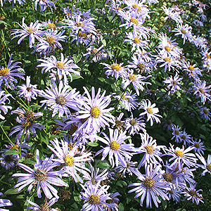 Aster X Fricartii 'Monch' - Michaelmas Daisy