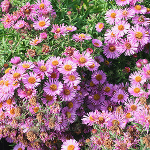 Aster Novae-Anglias 'Roter Stern' - Michealmas Daisy