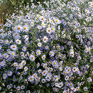 Aster Turbinellus - Michaelmas Dasiy