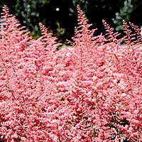 Astilbe X Arendsii 'Bressingham Beauty' - False Goatsbeard