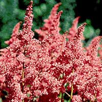 Astilbe X Rheinland