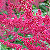 Astilbe X Arendsii - Glut