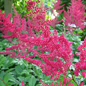 Astilbe X Arendsii 'Glut' - Astilbe