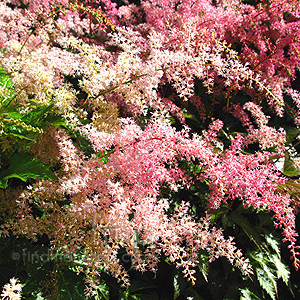 Astilbe 'Elegans' - Goatbeard, Astilbe