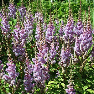 Astilbe  Chinensis 'Pumila' - Astilbe