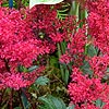 Astilbe - Red Sentinal