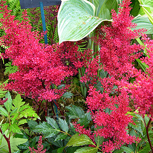 Astilbe 'Red Sentinal' - Astilbe