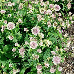 Astrantia Major Buckland