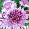 Astrantia Major - Roma