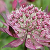 Astrantia Major - Claret