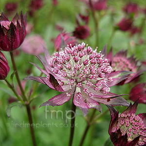 Astrantia Major 'Claret'