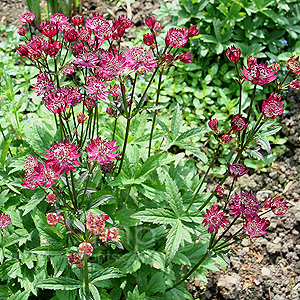 Astrantia Major Ruby Wedding