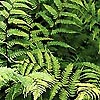 Athyrium Filix - Femina