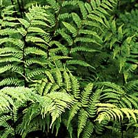 Athyrium Filix - Femina - Lady Fern