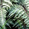 Athyrium Niponicum - Pictum