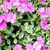 Aubretia Deltoidea