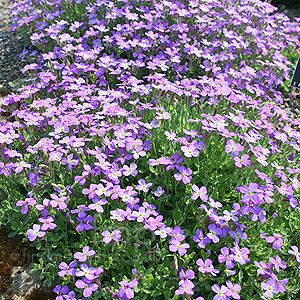 Aubretia Kotschyi - Aubretia