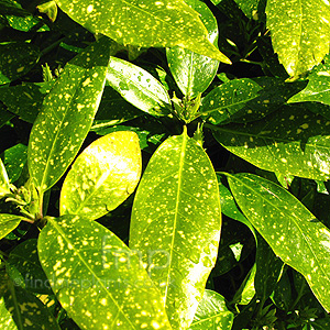 Aucuba Japonica 'Variegata' - Spotted Laurel