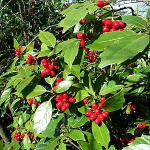 Aucuba Japonica 'Hillieri' -  Aucuba