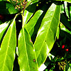 Aucuba Japonica - Salicifolia
