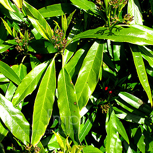 Aucuba Japonica 'Salicifolia' - Aucuba