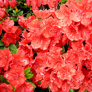 Azalea Japonica 'Geisha Orange'