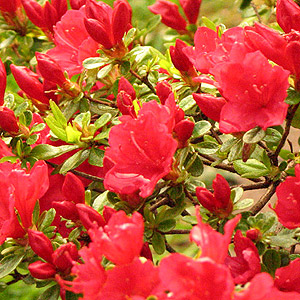 Azalea Japonica 'Hino Crimson'