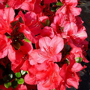 Azalea Japonica 'Johanna'