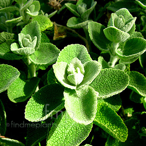 Ballota Pseudodictamnus - Shrubby Horehound