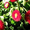 Bellis  Perennis - Bellisima Red