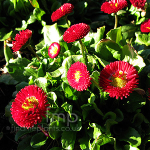 Bellis  Perennis 'Bellisima Red' - Ornamental Daisy