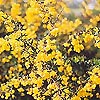 Berberis X Stenophylla