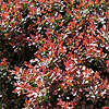 Berberis Thunbergii - Atropurpurea Nana